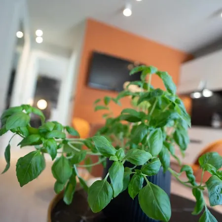 Prestige Studio Apartment Rovinj Zewnętrze zdjęcie